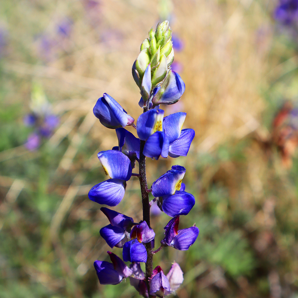 Blue-Bonnets